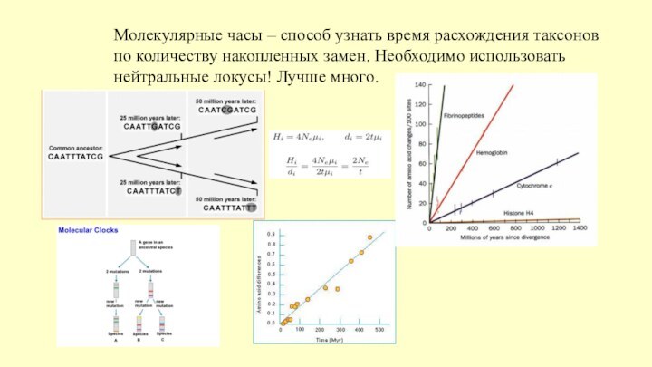 Молекулярные часы – способ узнать время расхождения таксоновпо количеству накопленных замен. Необходимо использоватьнейтральные локусы! Лучше много.