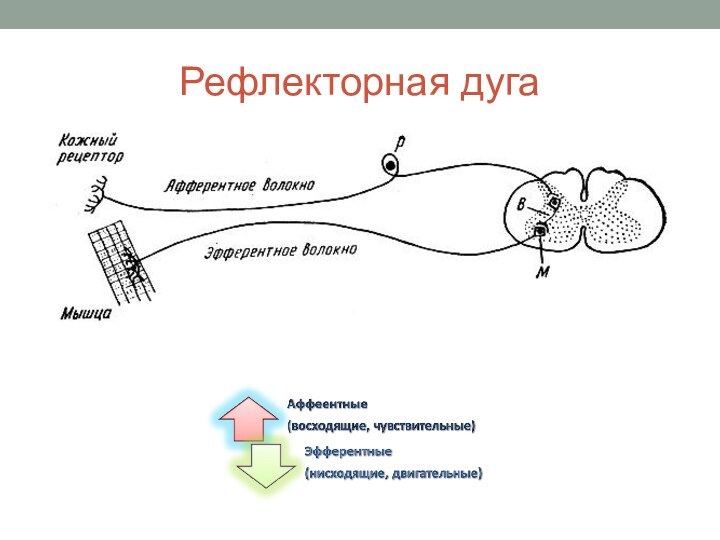 Рефлекторная дуга