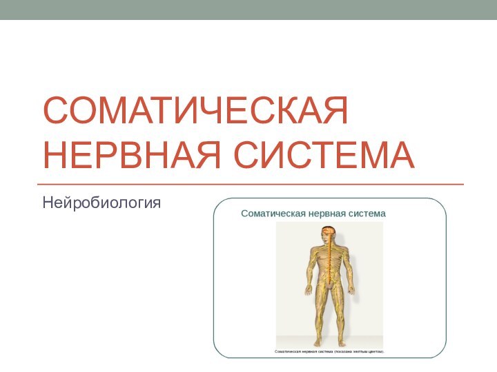 СОМАТИЧЕСКАЯ НЕРВНАЯ СИСТЕМАНейробиология