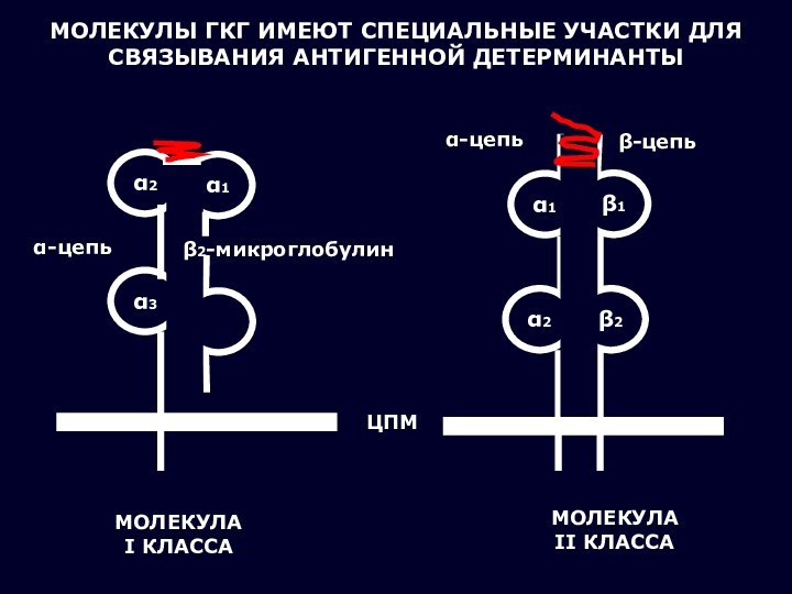 МОЛЕКУЛЫ ГКГ ИМЕЮТ СПЕЦИАЛЬНЫЕ УЧАСТКИ ДЛЯ СВЯЗЫВАНИЯ АНТИГЕННОЙ ДЕТЕРМИНАНТЫα1β1α2β2α2α1α3β2-микроглобулинα-цепьЦПМα-цепьβ-цепьМОЛЕКУЛА I КЛАССАМОЛЕКУЛА II КЛАССА