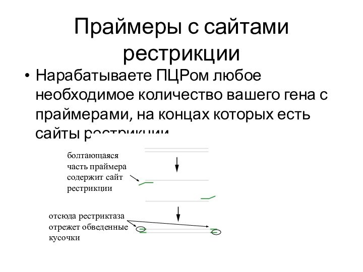 Праймеры с сайтами рестрикцииНарабатываете ПЦРом любое необходимое количество вашего гена с праймерами,