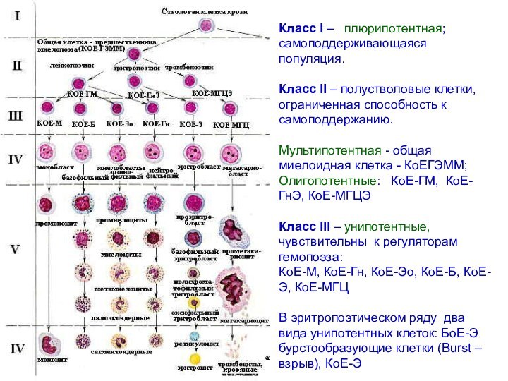 Препараты гемопоэза