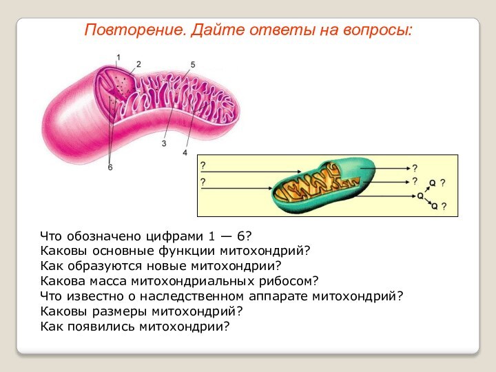 Что обозначено цифрами 1 — 6?Каковы основные функции митохондрий?Как образуются новые митохондрии?Какова