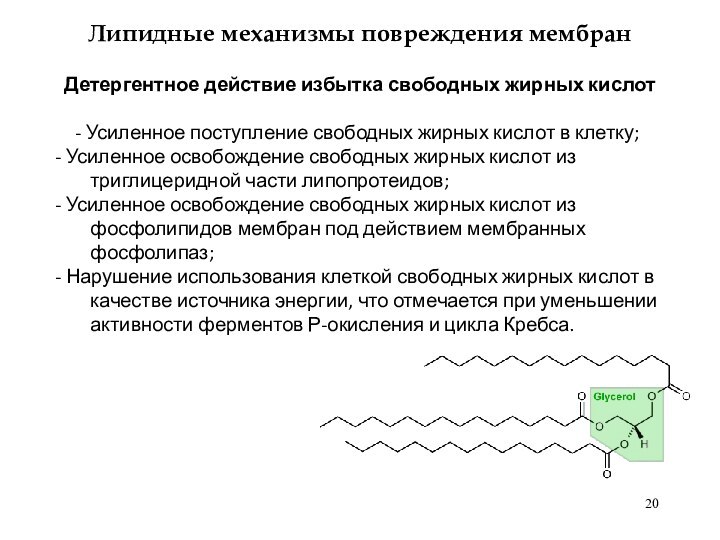 - Усиленное поступление свободных жирных кислот в клетку; - Усиленное освобождение свободных