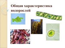 Общая характеристика водорослей