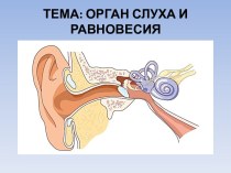 Орган слуха и равновесия