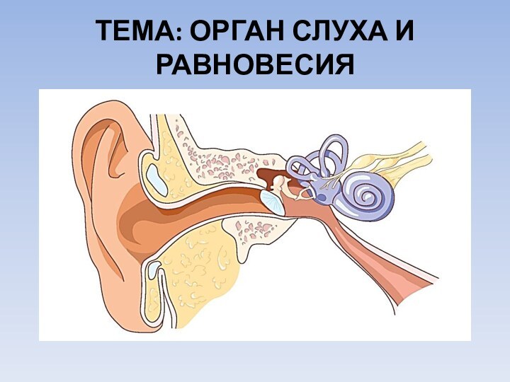 ТЕМА: ОРГАН СЛУХА И РАВНОВЕСИЯ