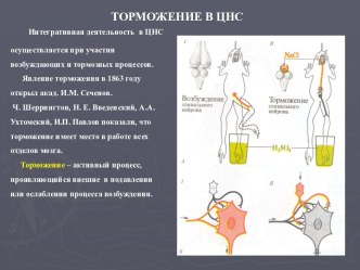 Торможение в ЦНС