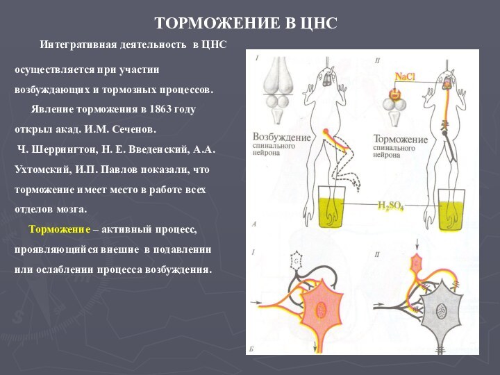 ТОРМОЖЕНИЕ В ЦНС   Интегративная деятельность в ЦНС осуществляется при