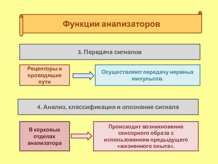 с использованиемФункции анализаторов3. Передача сигналовПроисходит возникновение сенсорного образа с использованием