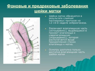 Фоновые и предраковые заблевания шейки матки