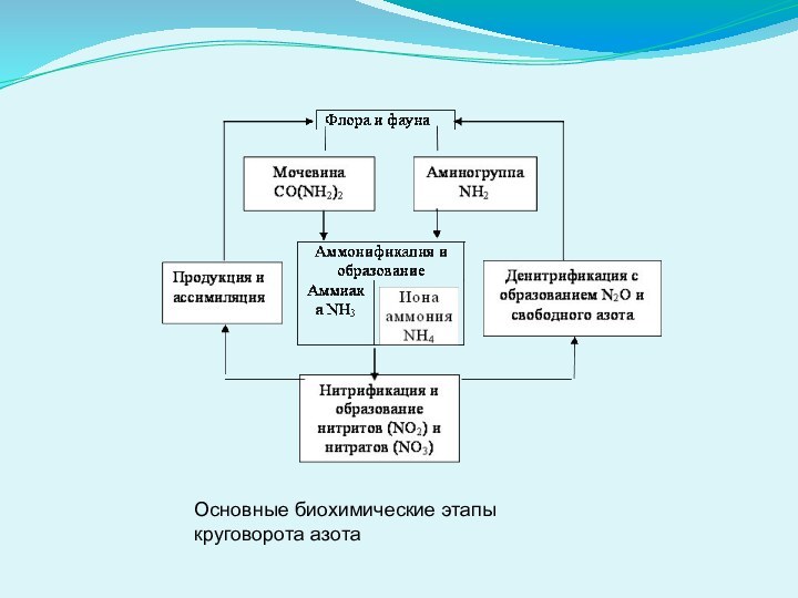 Основные биохимические этапы круговорота азота