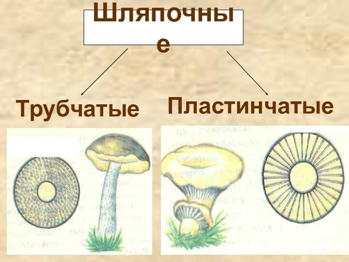 Укажи рисунок на котором изображен трубчатый гриб