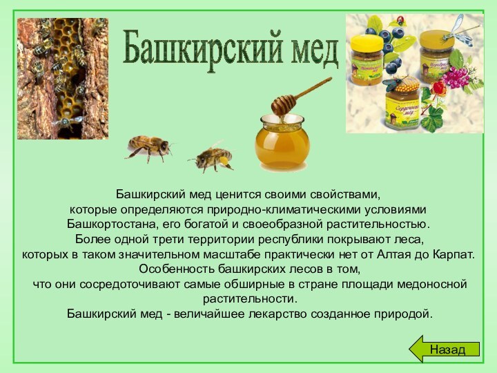 Башкирский мед ценится своими свойствами, которые определяются природно-климатическими условиями Башкортостана, его