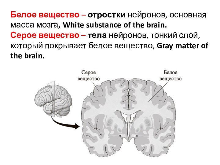 Белое вещество – отростки нейронов, основная масса мозга, White substance of the