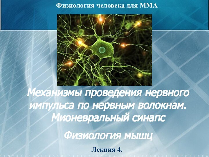 Механизмы проведения нервного импульса по нервным волокнам. Мионевральный синапсФизиология мышц Физиология человека для ММАЛекция 4.