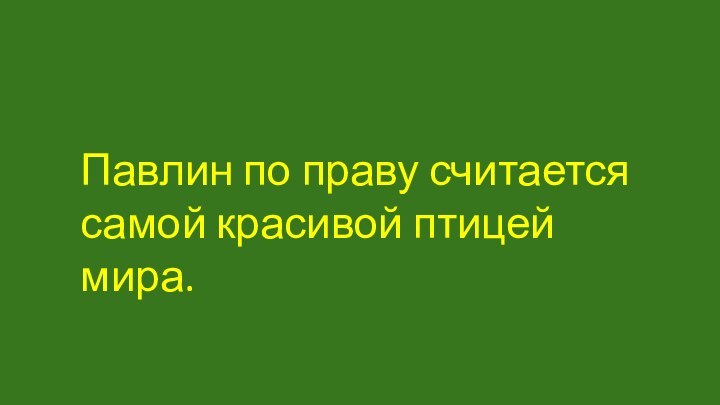 Павлин по праву считается самой красивой птицей мира.