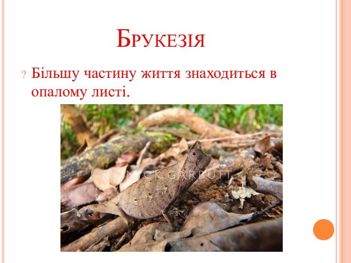 БрукезіяБільшу частину життя знаходиться в опалому листі.