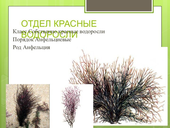 ОТДЕЛ КРАСНЫЕ ВОДОРОСЛИКласс Собственно красные водорослиПорядок АнфельциевыеРод Анфельция