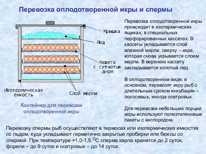 Перевозка оплодотворенной икры и спермыКонтейнер для перевозкиоплодотворенной икрыПеревозка оплодотворенной икры происходит в