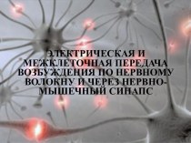 Электрическая и межклеточная передача возбуждения по нервному волокну и через нервномышечный синапс