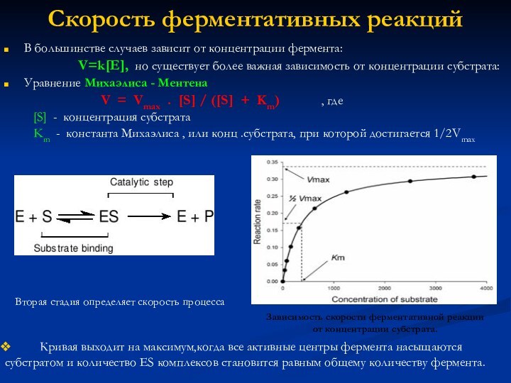 Скорость ферментативных реакцийВ большинстве случаев зависит от концентрации фермента: