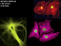 Везикулярная система клетки