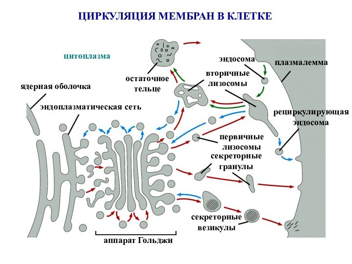 ЦИРКУЛЯЦИЯ МЕМБРАН В КЛЕТКЕядерная оболочкаэндоплазматическая сетьаппарат Гольджисекреторные везикулысекреторные гранулыплазмалеммацитоплазмапервичныелизосомывторичныелизосомыэндосомаостаточноетельцерециркулирующая эндосома