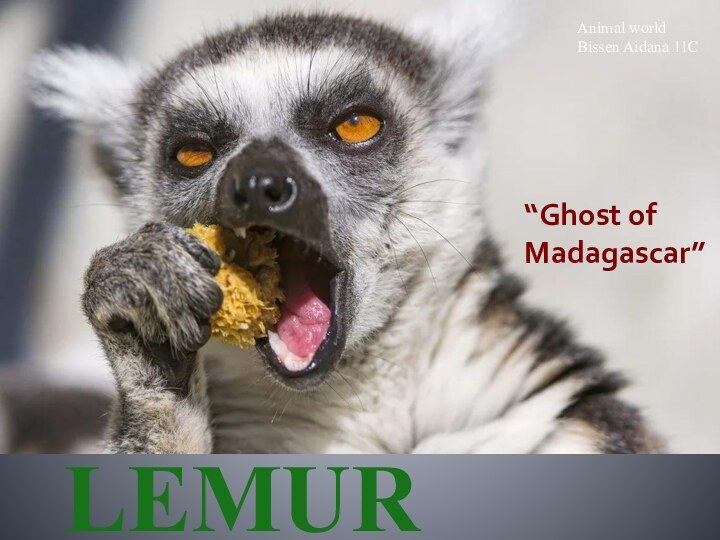 LEMURAnimal worldBissen Aidana 11C“Ghost of Madagascar”