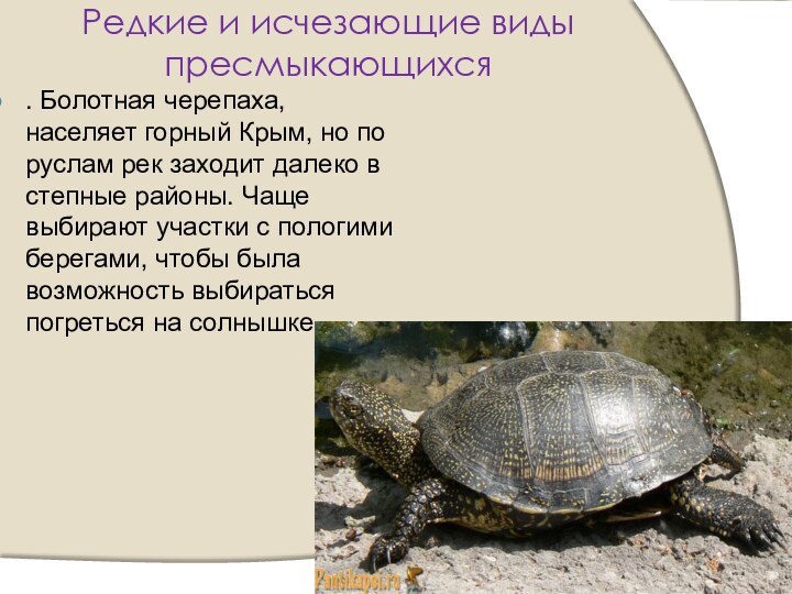 Редкие и исчезающие виды пресмыкающихся. Болотная черепаха, населяет горный Крым, но по