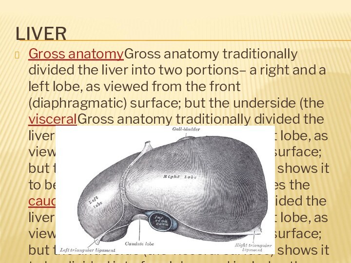 LIVERGross anatomyGross anatomy traditionally divided the liver into two portions– a right