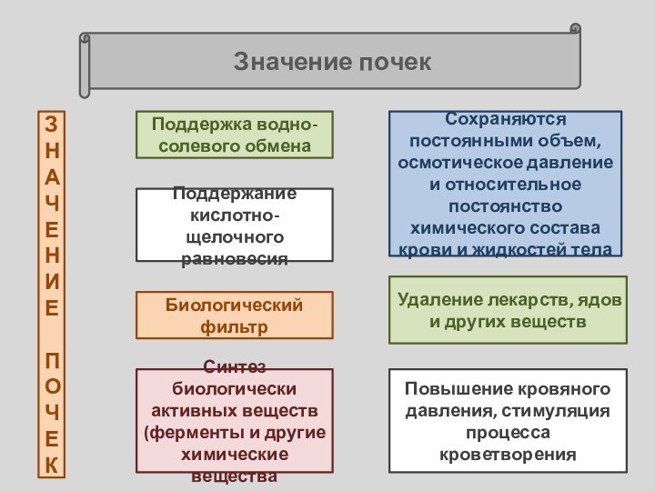 Значение почекЗНАЧЕНИЕ ПОЧЕКПоддержка водно-солевого обменаУдаление лекарств, ядов и других веществПоддержание кислотно-щелочного