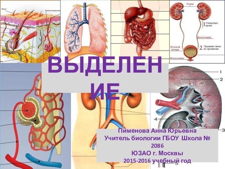 ВЫДЕЛЕНИЕПименова Анна ЮрьевнаУчитель биологии ГБОУ Школа № 2086ЮЗАО г. Москвы2015-2016 учебный год