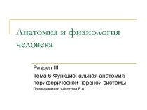 Функциональная анатомия периферической нервной системы