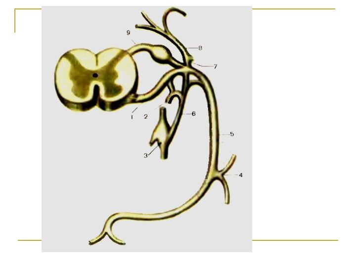 Ветви спинномозгового нерва схема