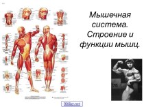 Мышечная система. Строение и функции мышц