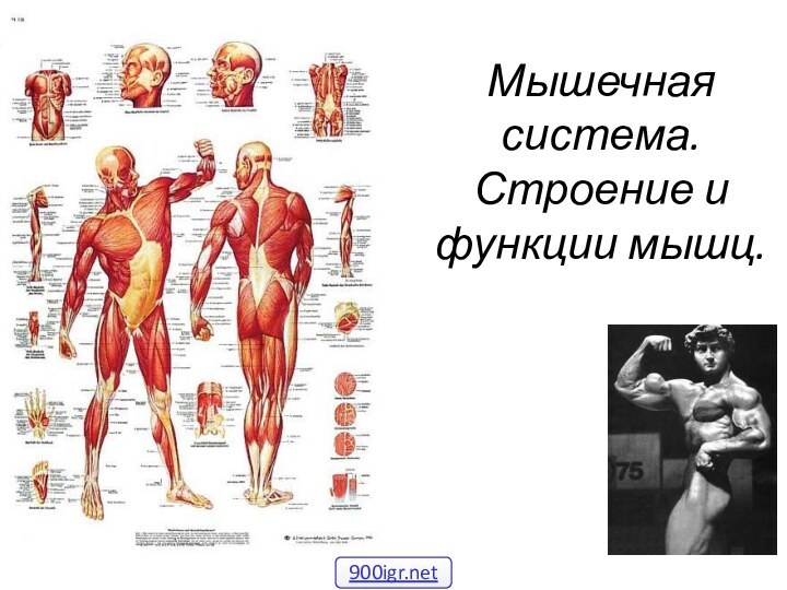 Мышечная система. Строение и функции мышц.