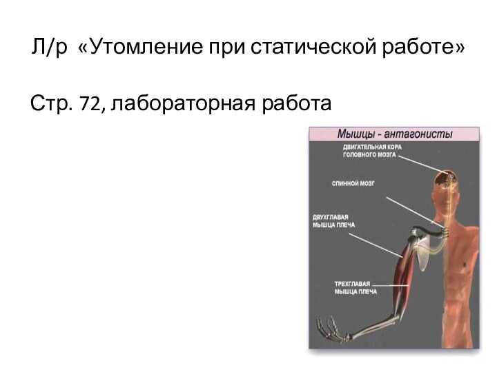 Л/р «Утомление при статической работе»Стр. 72, лабораторная работа