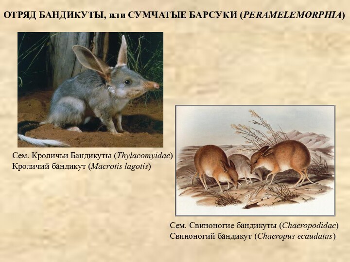 ОТРЯД БАНДИКУТЫ, или СУМЧАТЫЕ БАРСУКИ (PERAMELEMORPHIA)Сем. Кроличьи Бандикуты (Thylacomyidae) Кроличий бандикут (Macrotis lagotis)Сем.