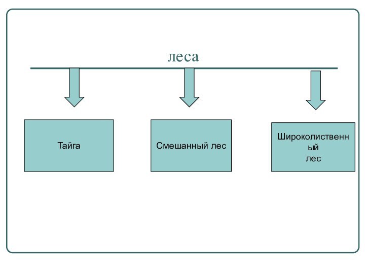 лесаТайгаШироколиственныйлесСмешанный лес