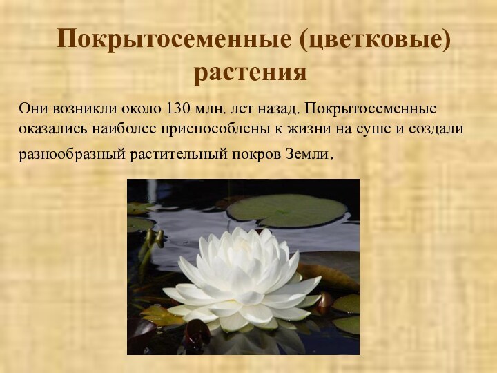 Покрытосеменные (цветковые) растения Они возникли около 130 млн. лет назад. Покрытосеменные