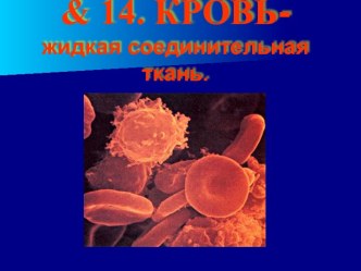 Кровь - жидкая соединительная ткань. (8 класс)