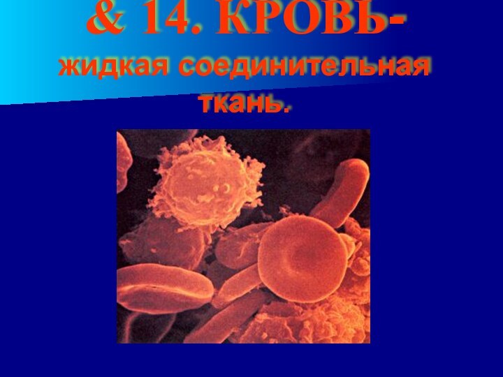 & 14. КРОВЬ- жидкая соединительная ткань.