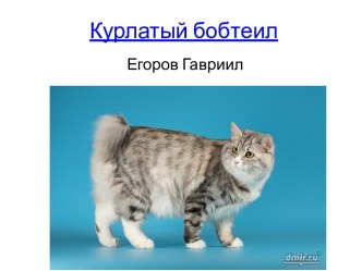 Курлатый бобтеил