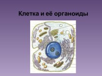 Клетка и её органоиды