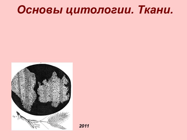 Основы цитологии. Ткани.  2011