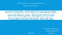 Анатомия, кровоснабжение, иннервация, физиология поджелудочной железы