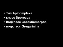 Тип Apicomplexa, класс Sporozoa, подкласс Coccidiomorpha, подкласс Gregarinina