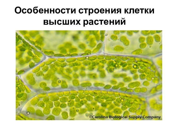 Особенности строения клетки высших растений