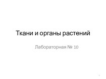 Ткани и органы растений